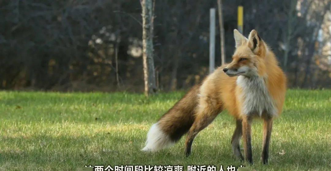 甜蜜的小狐狸3中字翻译英文版