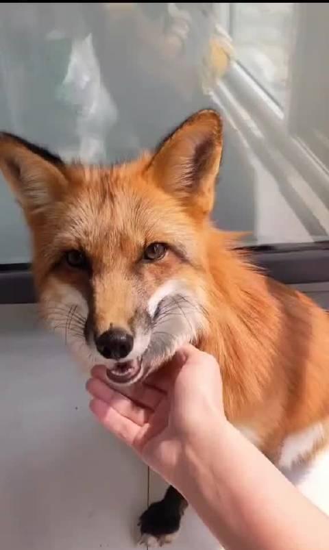  甜蜜的小狐狸迅雷下载