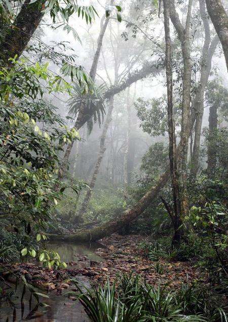 2023年4月25日非洲热带雨林中的奇妙生物
