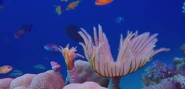 奇妙海底探索：VR海底游戏