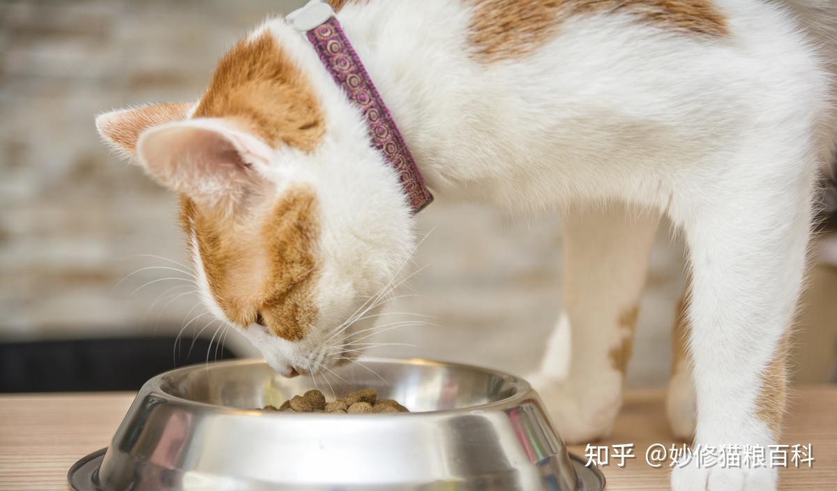 测试猫是不是傻_猫可以测智商吗_猫能测出傻不傻吗