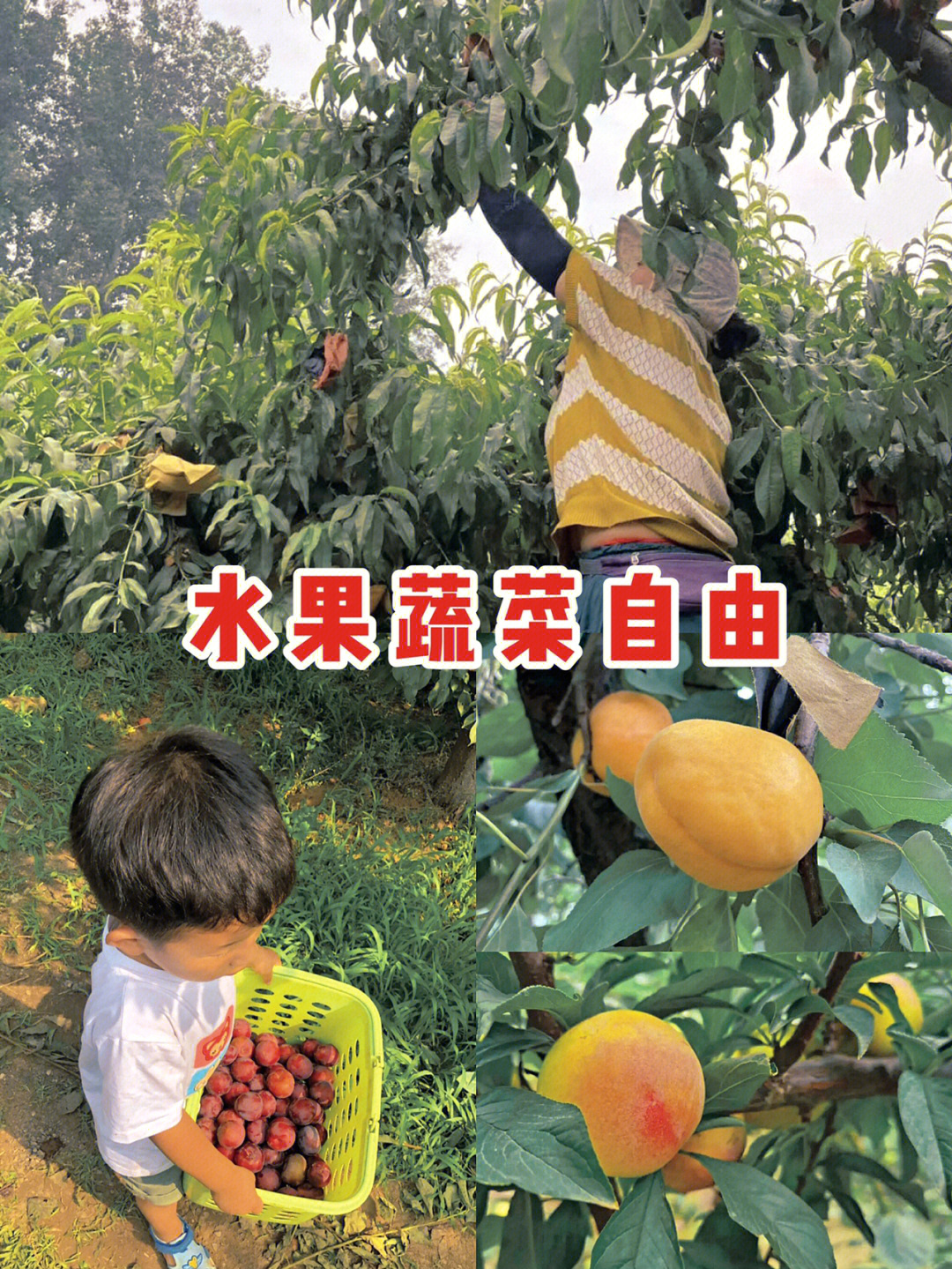 采摘游戏，夏日欢声笑语