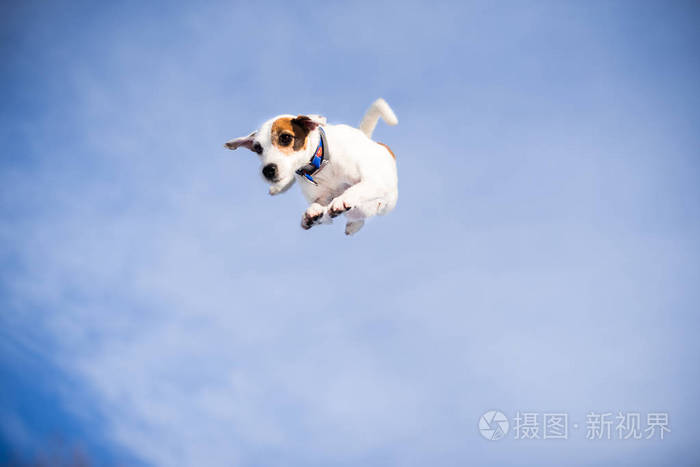 比熊犬的作息时间_比熊的作息时间_比熊作息规律