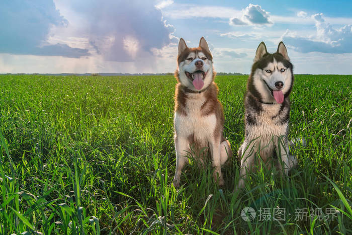 比熊犬的作息时间_比熊的作息时间_比熊作息规律