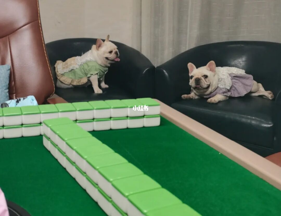 宠物麻将：乐趣连连，下载畅玩！