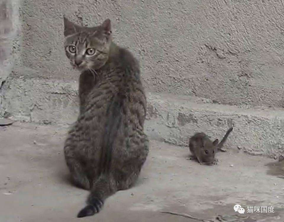 躲猫猫游戏：第2季16集，惊险刺激！