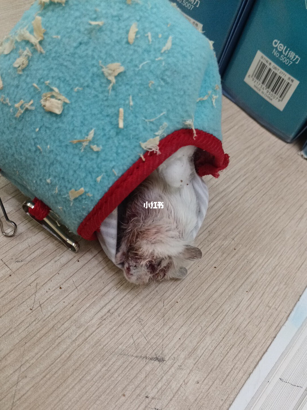 仓鼠：温暖笼子中的小小生命