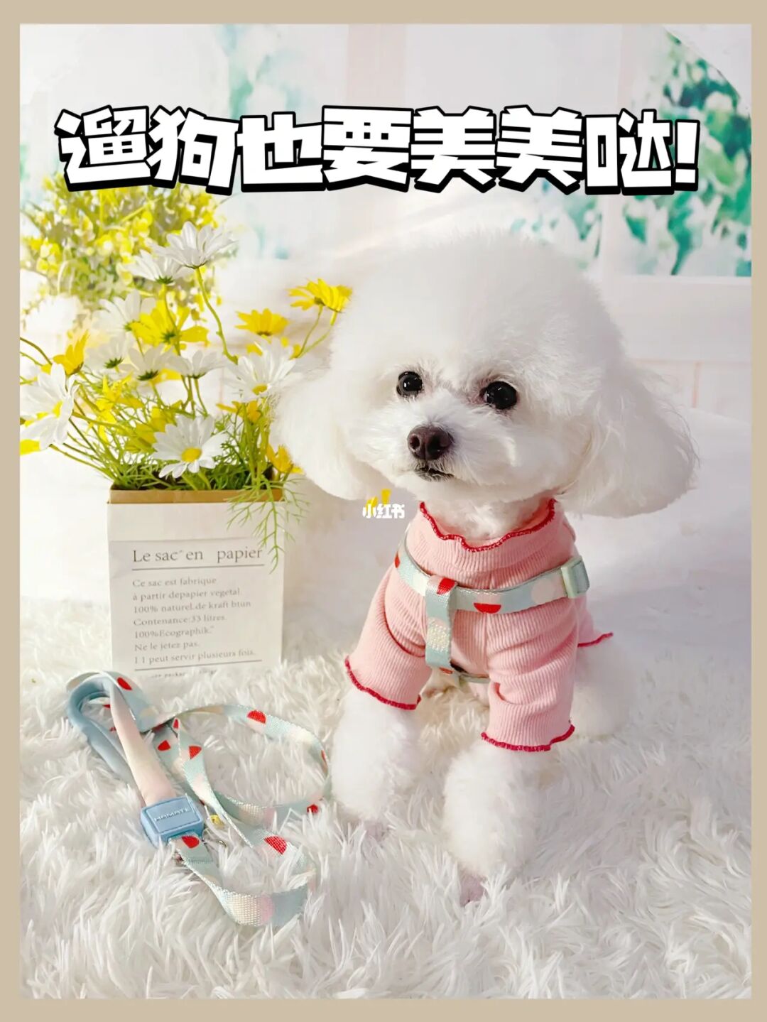 奥特曼游戏大全下载_狗狗狗狗品种大全及图片_狗狗游戏下载大全