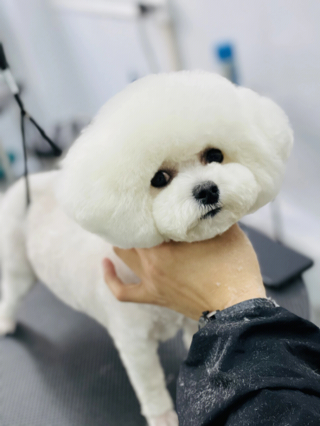 狗狗狗狗品种大全及图片_奥特曼游戏大全下载_狗狗游戏下载大全