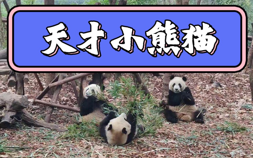 天才小熊猫吧_游龙戏凤天才小王妃_天才儿子小小妈