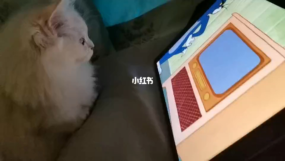 四川骂人方言大全_四川泸州骂人方言_猫和老鼠四川方言版