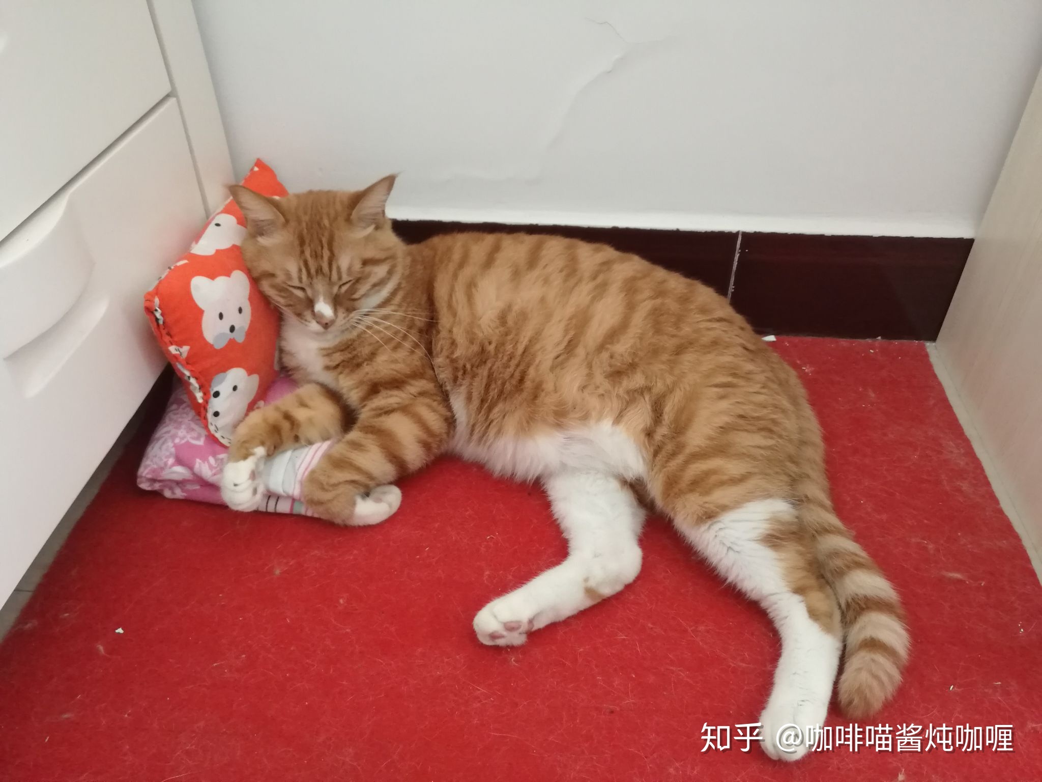 四川泸州骂人方言_四川骂人方言大全_猫和老鼠四川方言版