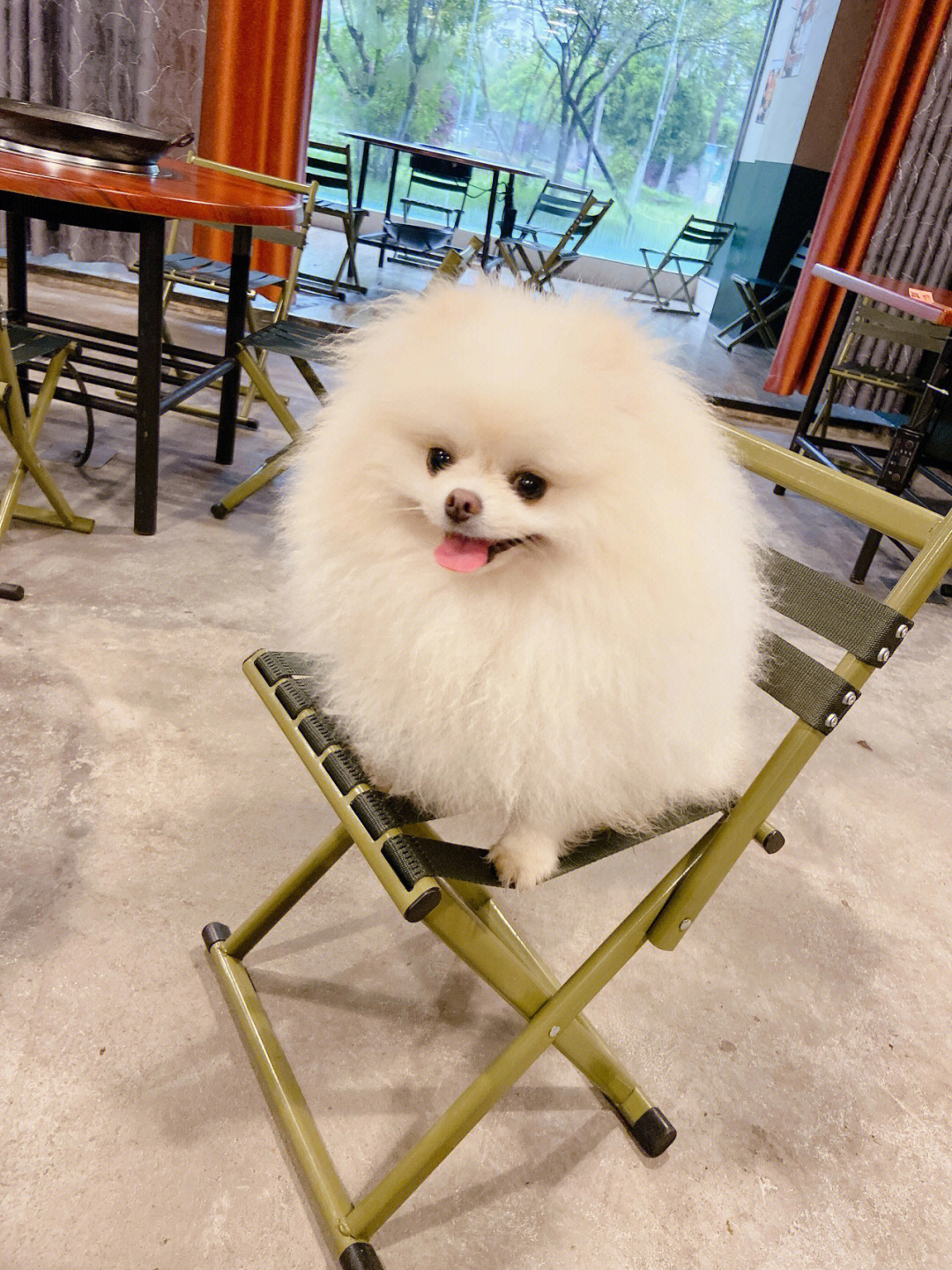 4399养小狗的游戏_4399小游戏养狗狗游戏_养狗小游戏大全