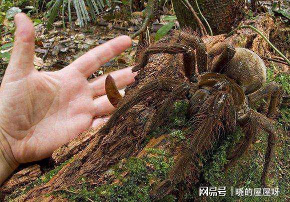 异火榜排行_胡应湘富豪榜排行_最大的蜘蛛排行榜
