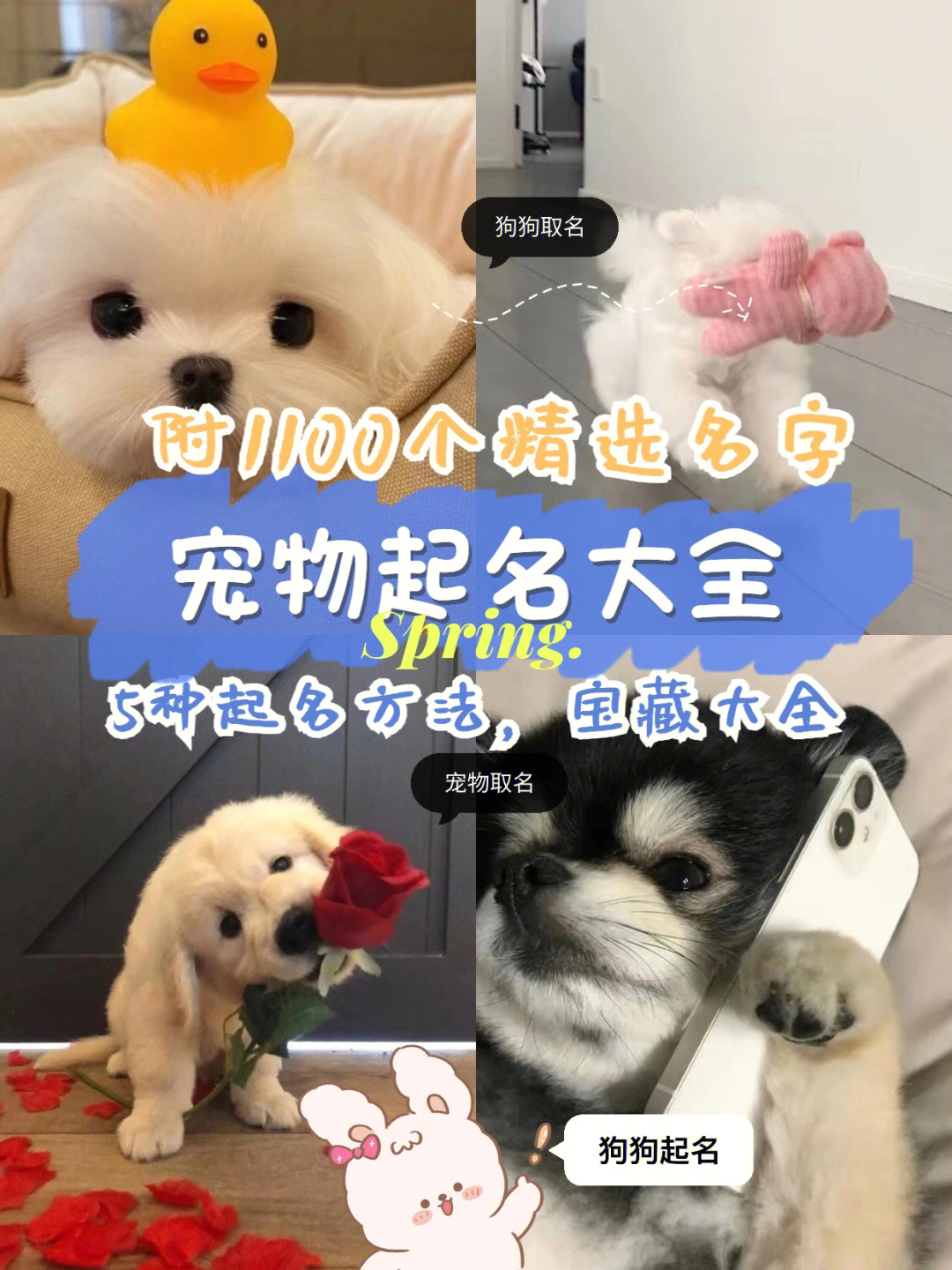 好玩宠物名字_拉风游戏宠物名字_宠物名字游戏大全