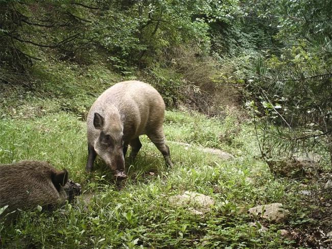 野猪之巅：454公斤重量狂惊人
