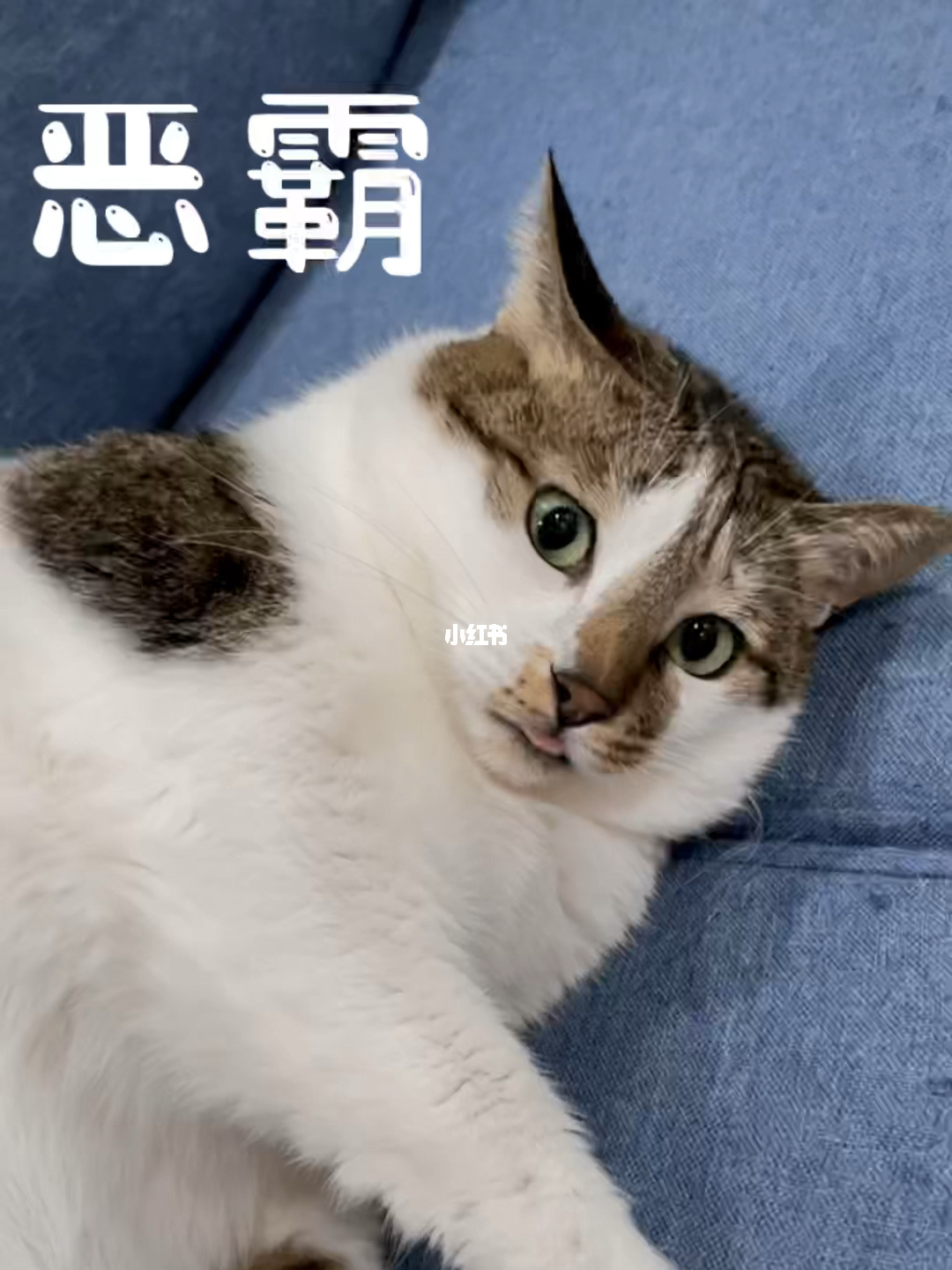 猫扑性小说_猫扑知乎_猫扑经典yy帖子