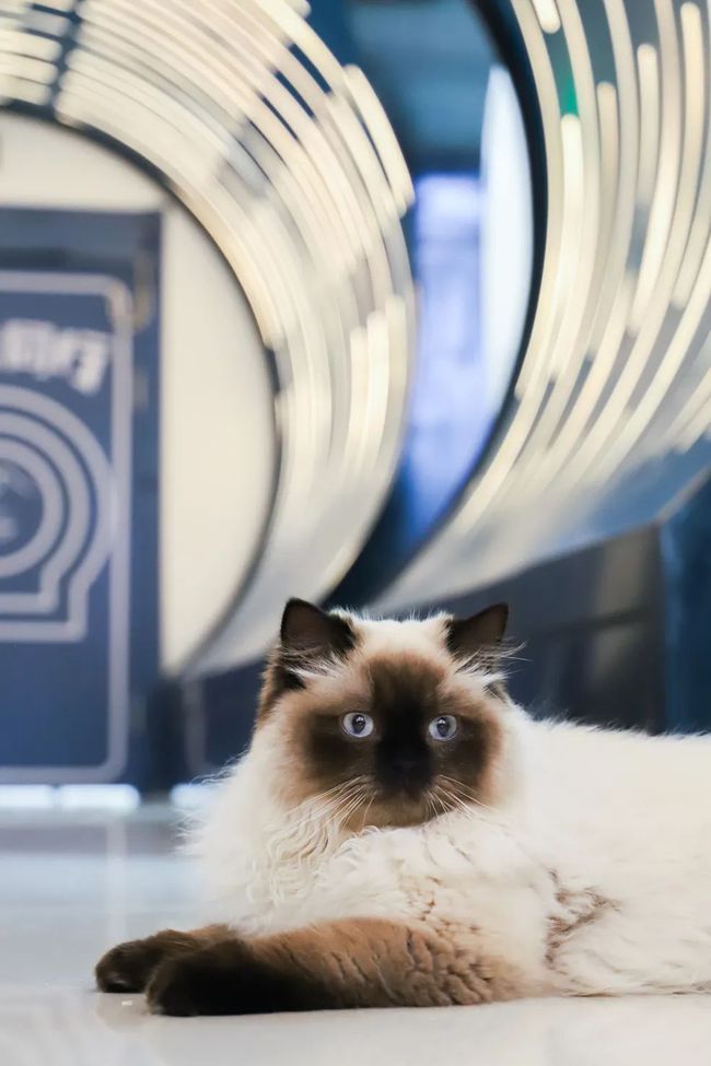 艾菲亚小猫咪，奇遇古埃及金字塔