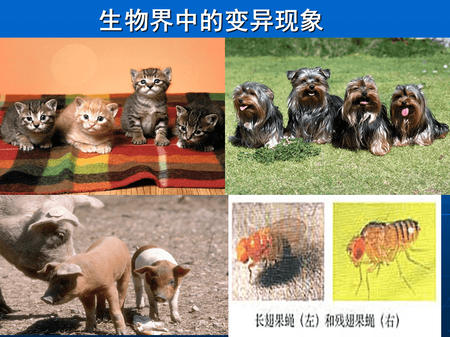 极限变异_变异等于几_变异级别