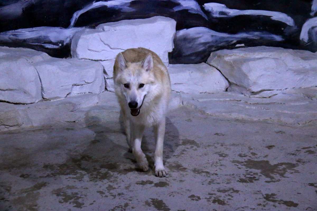 狱狼龙外观幻化解锁条件_狱狼龙弱什么属性_狱狼龙
