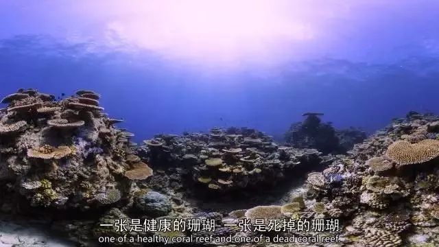 视频珊瑚颂_珊瑚视频_珊瑚欣赏视频