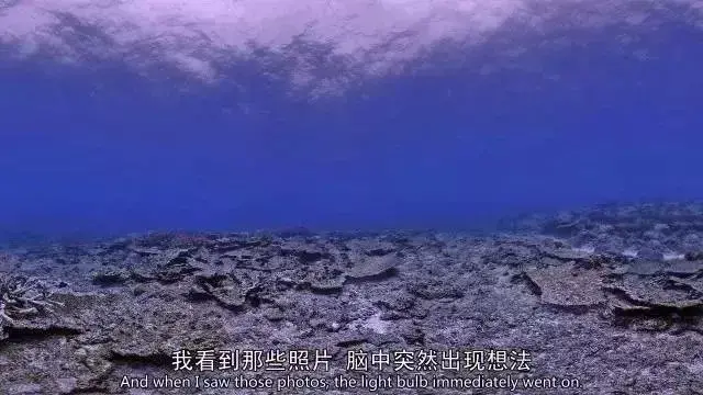 珊瑚欣赏视频_视频珊瑚颂_珊瑚视频