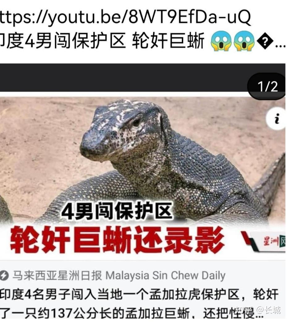 印度巨蜥是什么梗_印度巨蜥是什么梗_印度巨蜥是什么梗