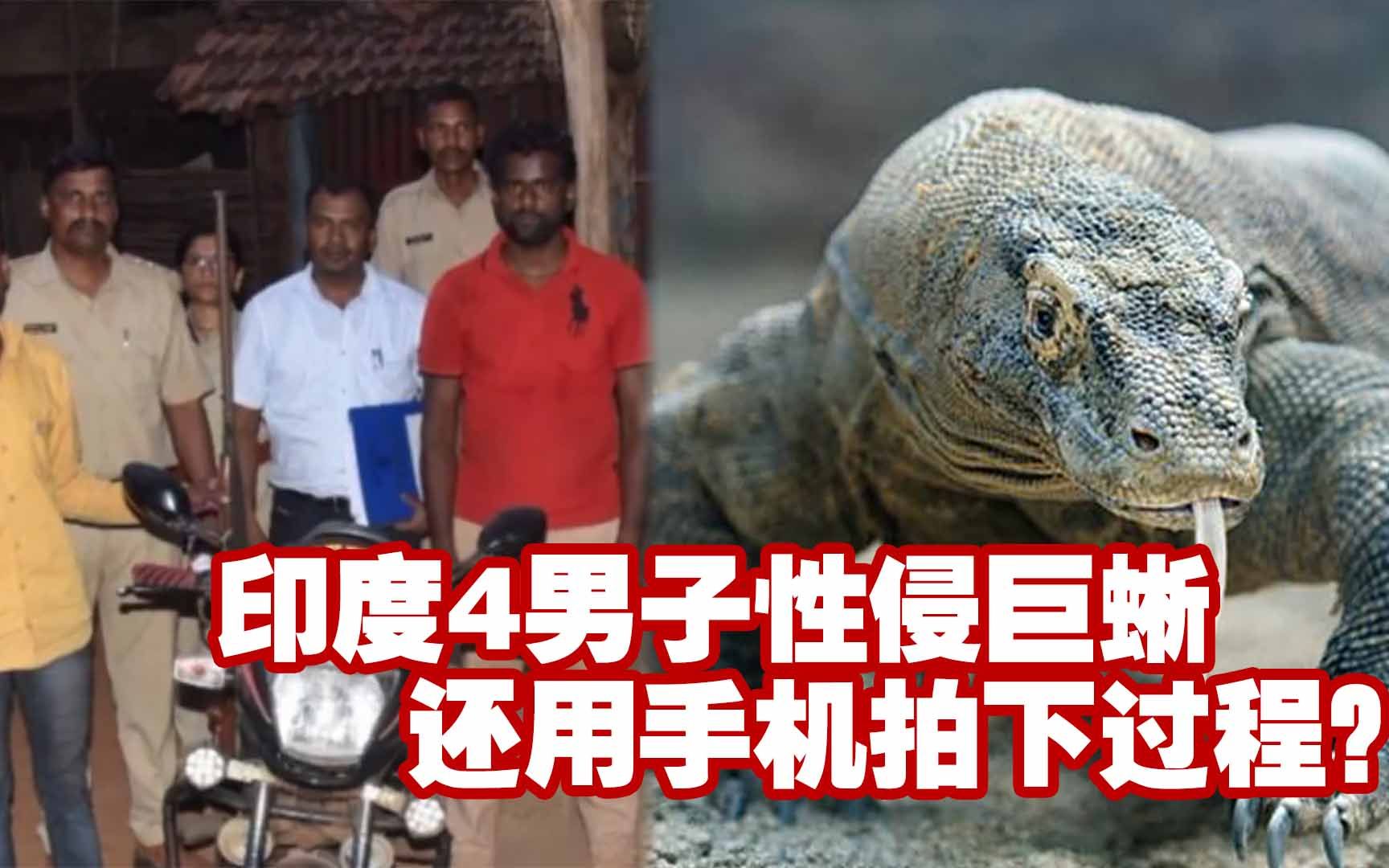 印度巨蜥是什么梗_印度巨蜥是什么梗_印度巨蜥是什么梗