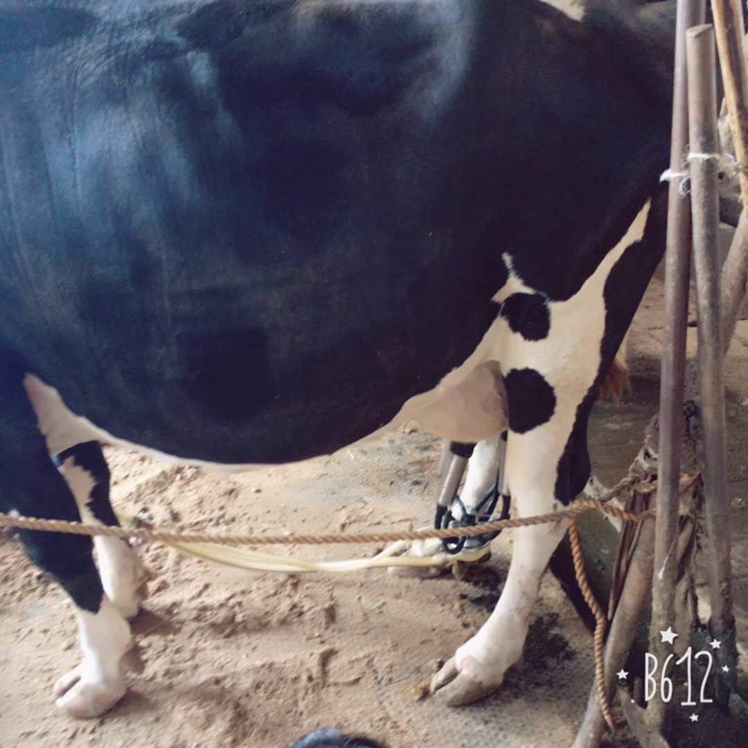 欲乳乱子_欲乳乱子_欲乳乱子