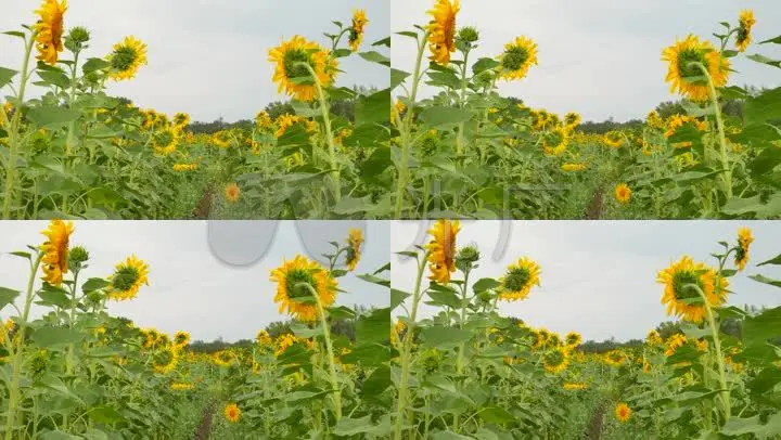 黄色向日葵视频_黄色向日葵视频_黄色向日葵视频
