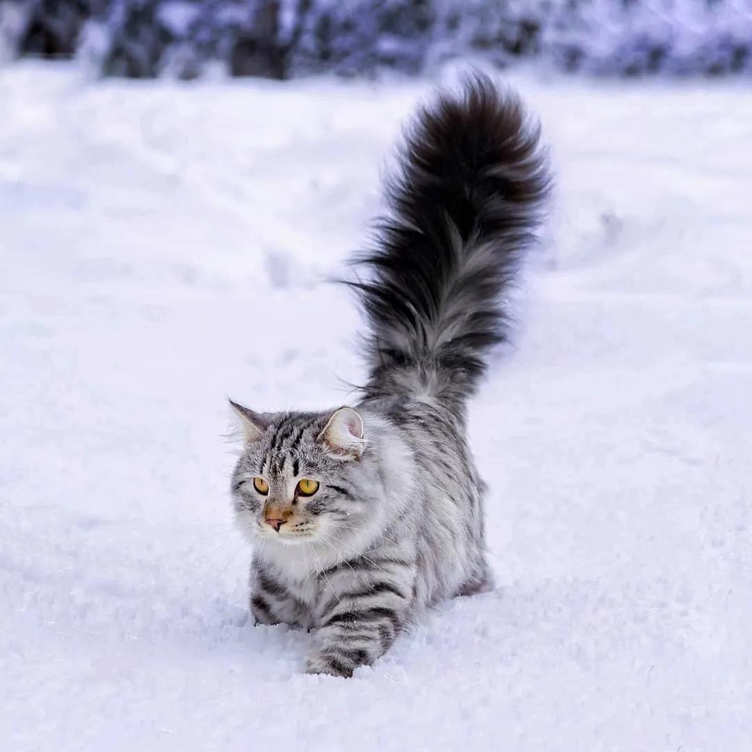 猫王国_王国猫有什么用_王国猫咪