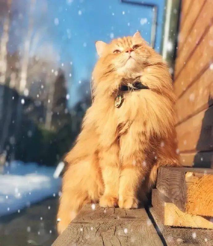 王国猫有什么用_猫王国_王国猫咪