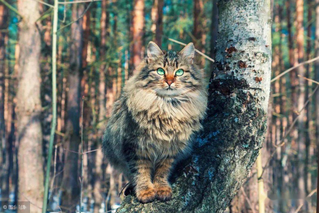 王国猫咪_王国猫有什么用_猫王国