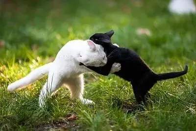 猫咪成人_猫咪成人_猫咪成人