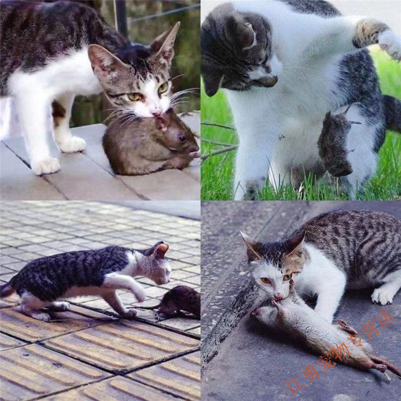 猫咪成人_猫咪成人_猫咪成人