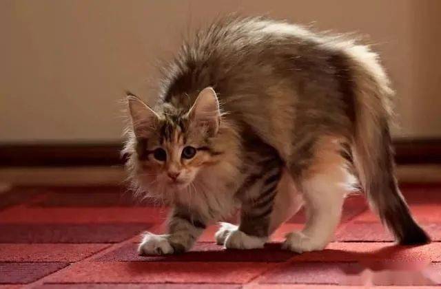猫咪成人_猫咪成人_猫咪成人
