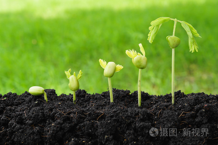 基岩木结构：种子进化
