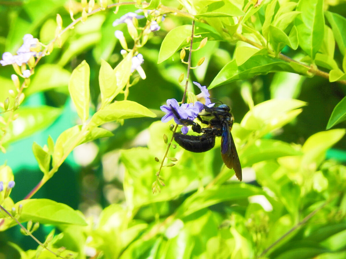 小蜜蜂采花朵_小蜜蜂在花里采蜜_小黑花花捉蜜蜂
