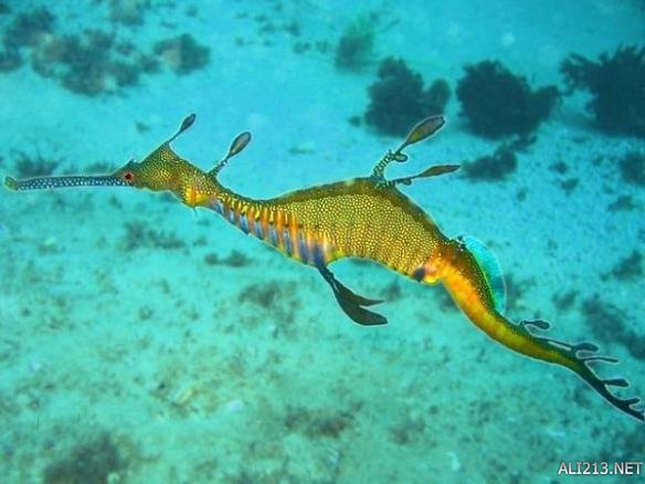 海龙食谱_食海龙武器_海龙初始