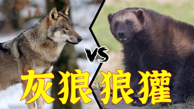 狼有视频第2季第16集：惊心动魄的视频揭秘