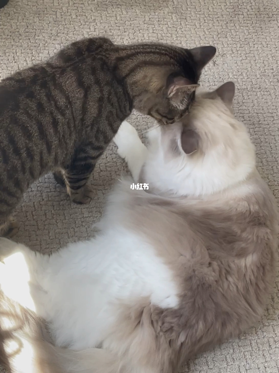 夜猫猫_夜猫猫在哪里_夜猫猫什么意思