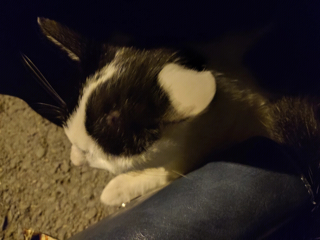 夜猫猫_夜猫猫什么意思_夜猫猫在哪里