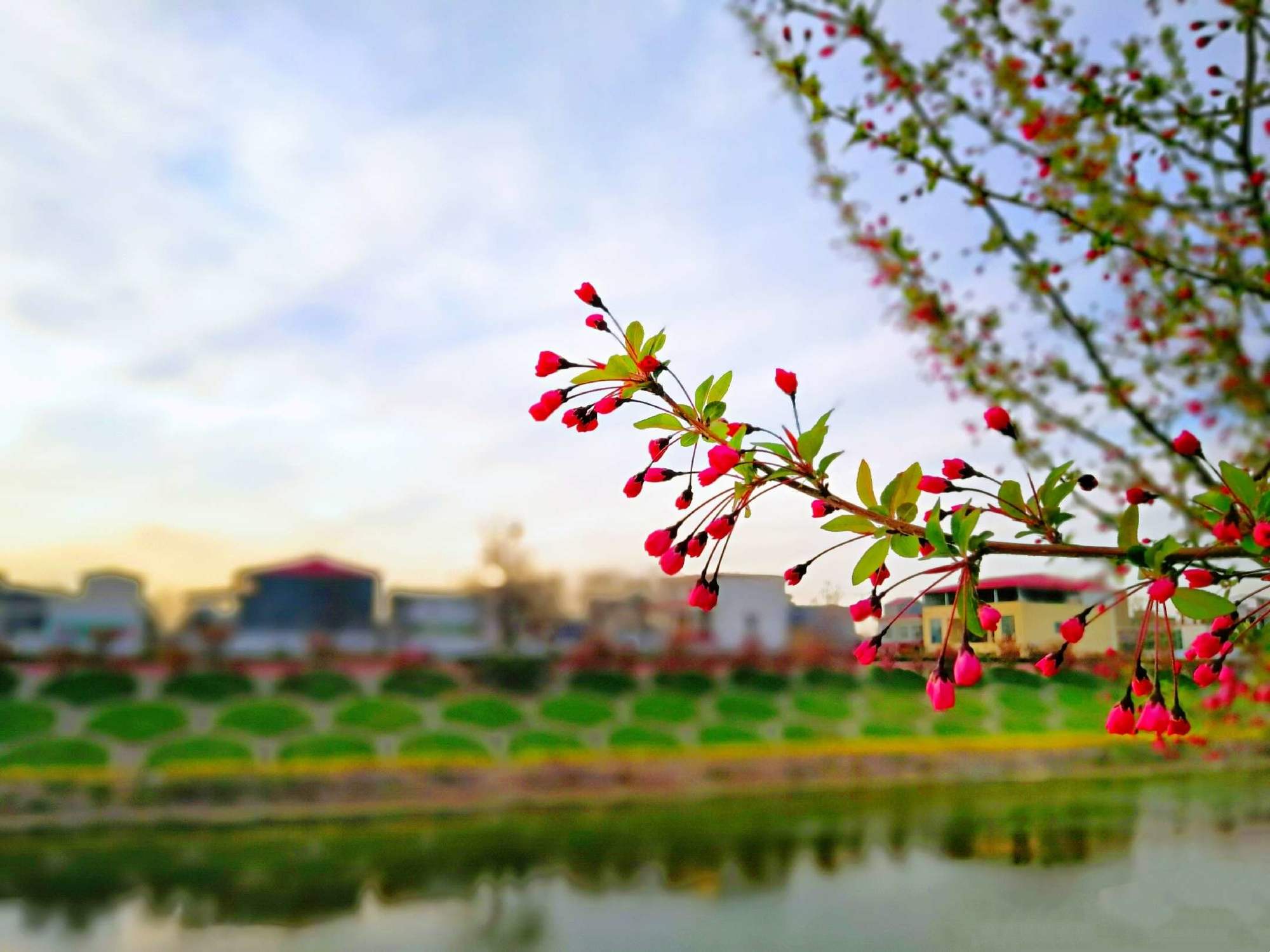 海棠之谜：一场奇幻的链接等你解开