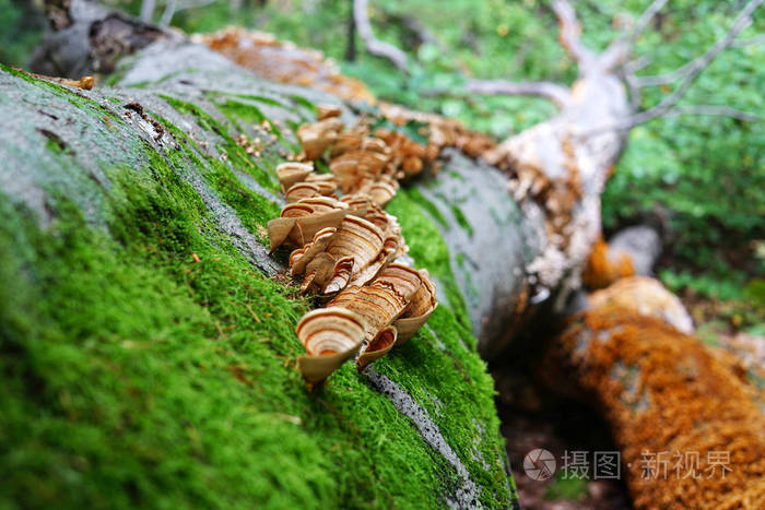 真菌世界怎么加速_真菌世界控制台_真菌世界 修改器