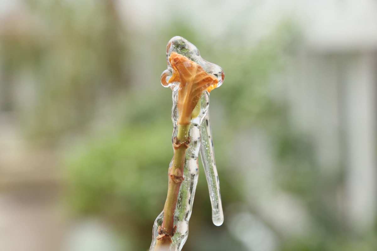 神秘力量，蝉冰雪女，洁白纯净