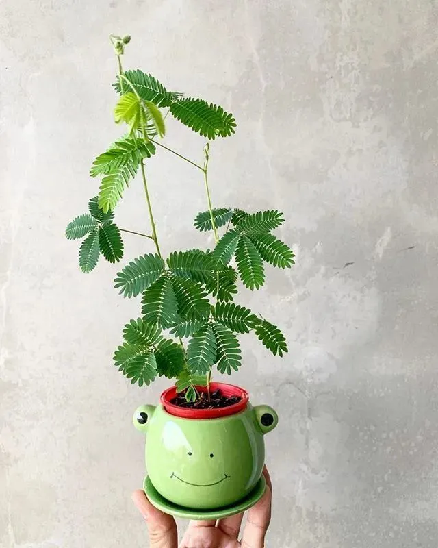 神奇！观察含羞草成长的视频，闭合行为让人惊叹