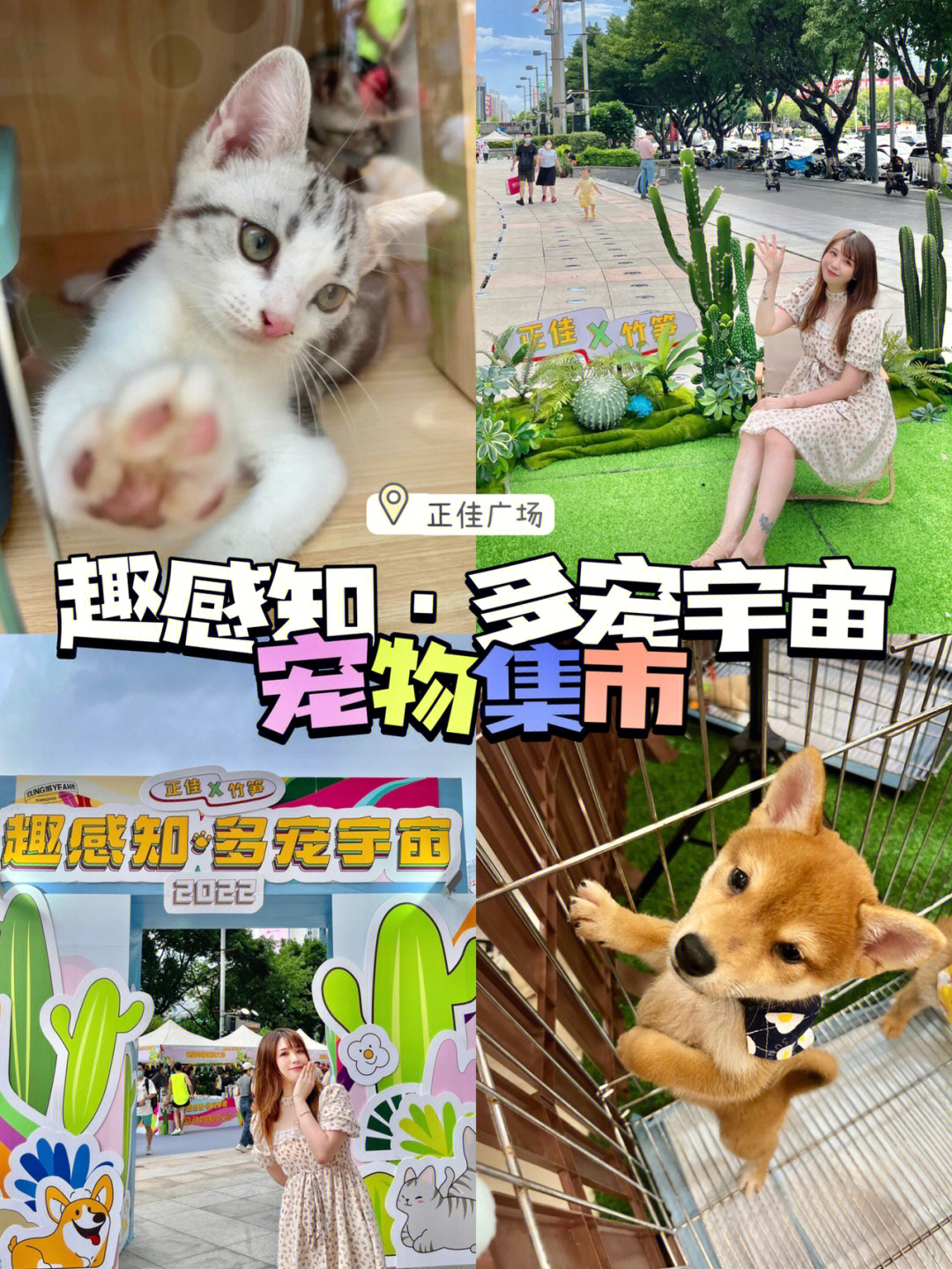 宠物店老板的积分奖励大揭秘