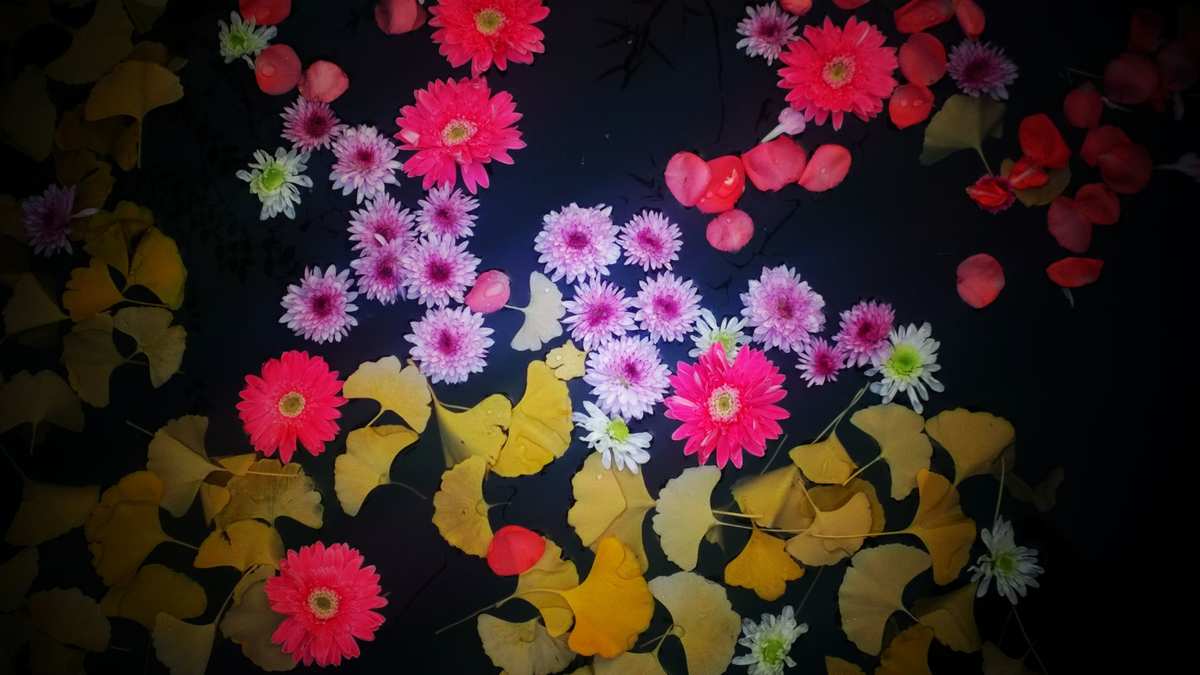 花瓣直播，我是小花朵，与你相伴