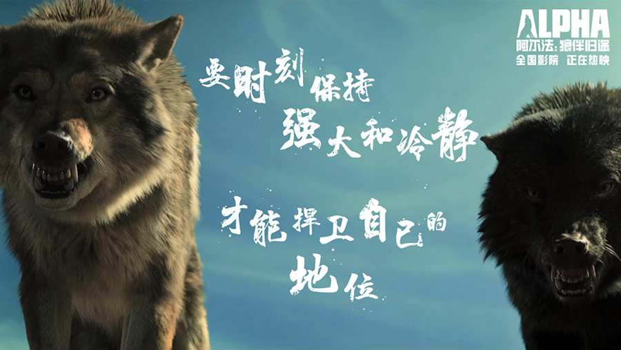 阿尔法狼_狼阿尔法为什么又离开了狼群_狼阿尔法的故事