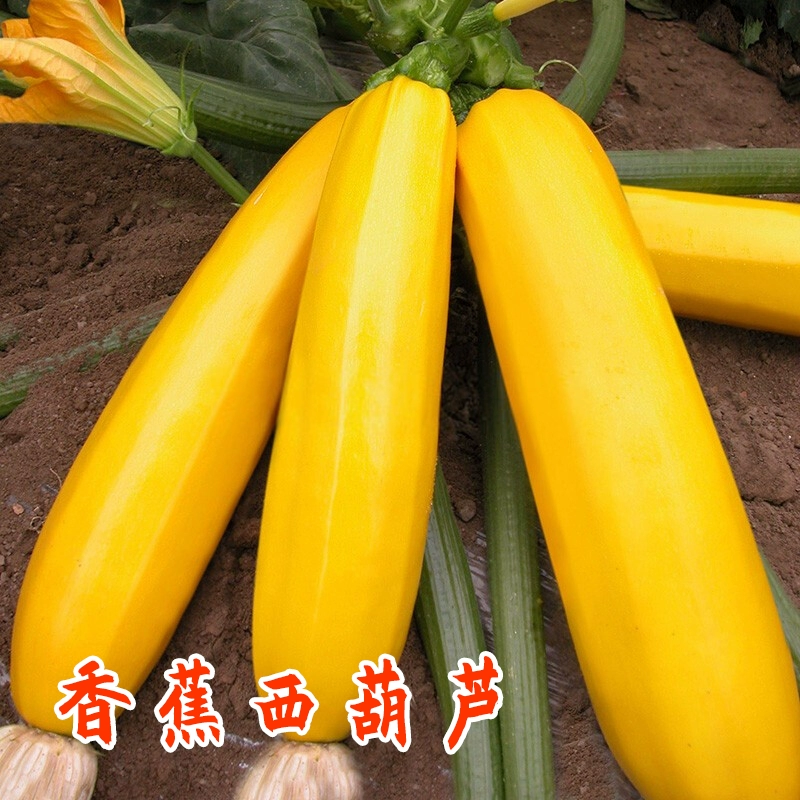 免费摆摊卖水果，麻豆香蕉草莓丝瓜app